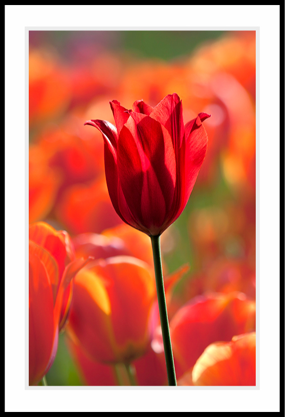 Single orange tulip with background of tulips.